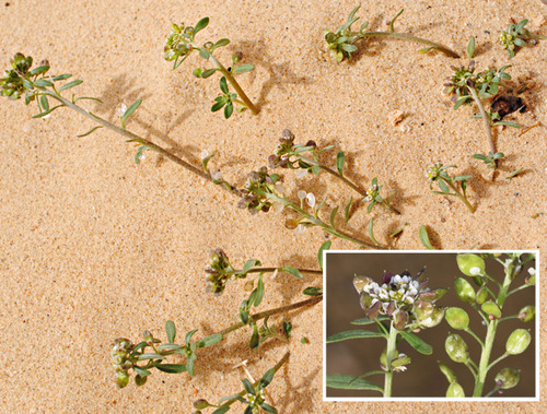 Lobularia libyca