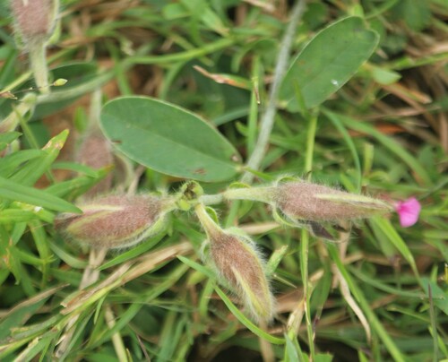 Hairy Rattlepod (Crotalaria calycina)