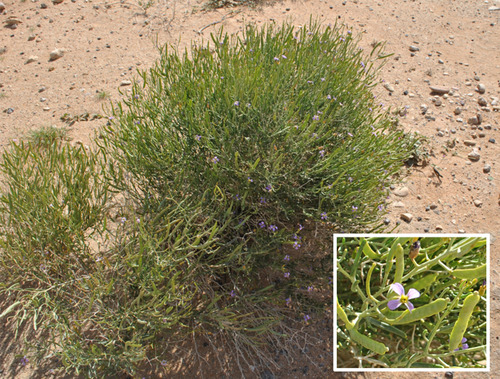 Henophyton deserti