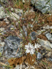 Blepharipappus scaber