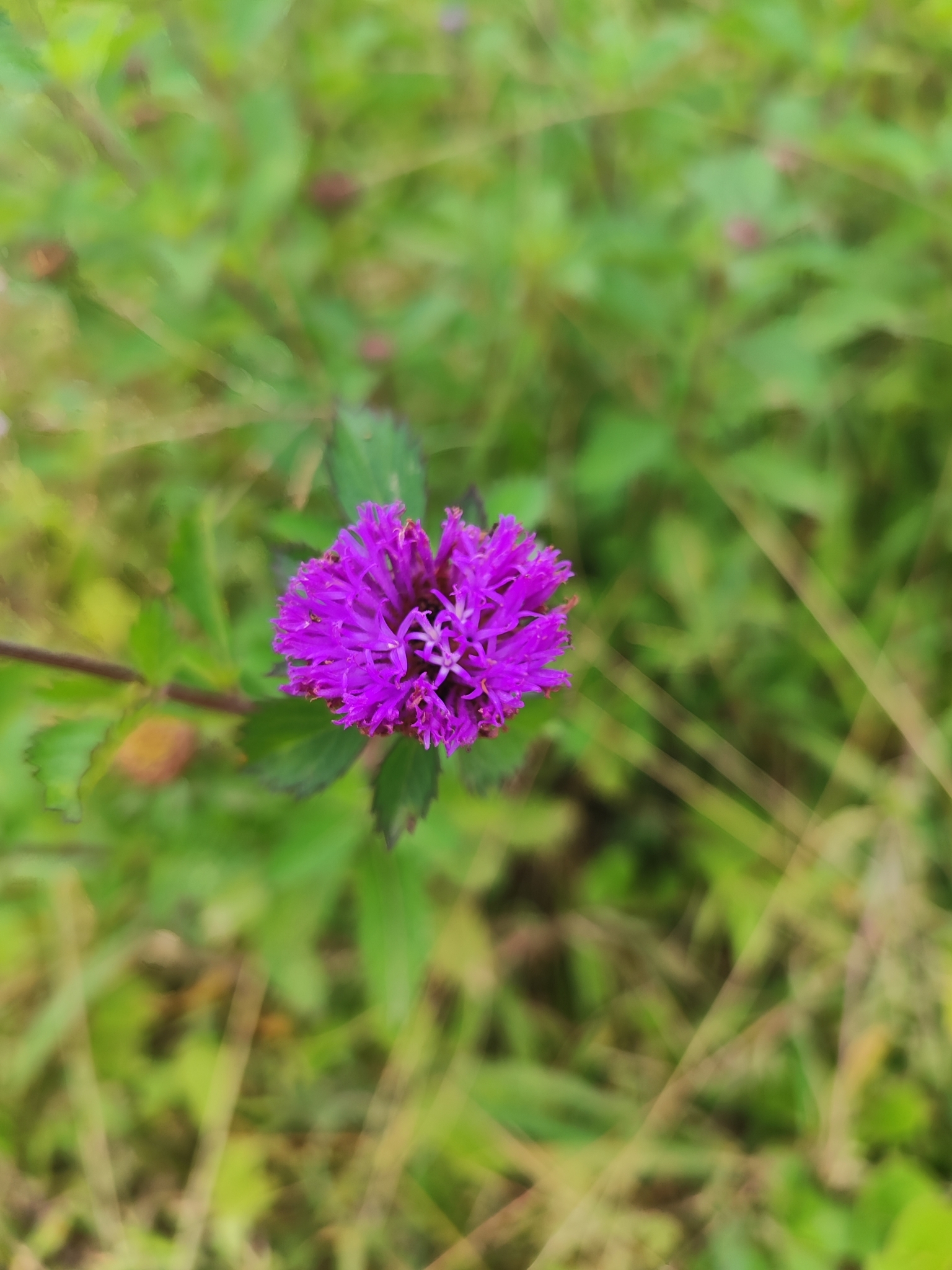 Centratherum punctatum
