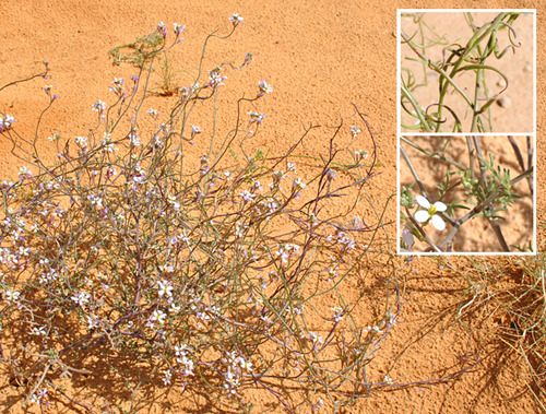 Erucaria pinnata