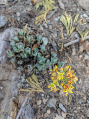 Sedum kiersteadiae