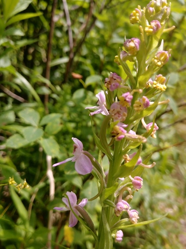 Greater purple fringed orchid (Platanthera grandiflora)