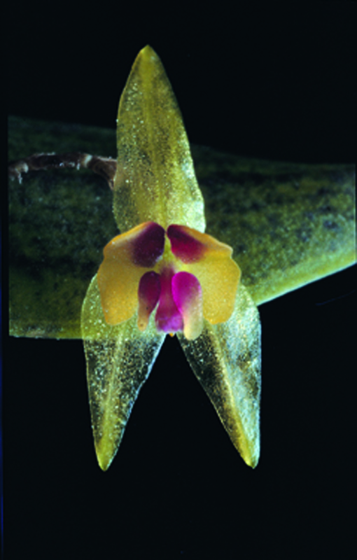 Lepanthes acuminata