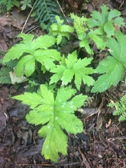 Hydrophyllum tenuipes