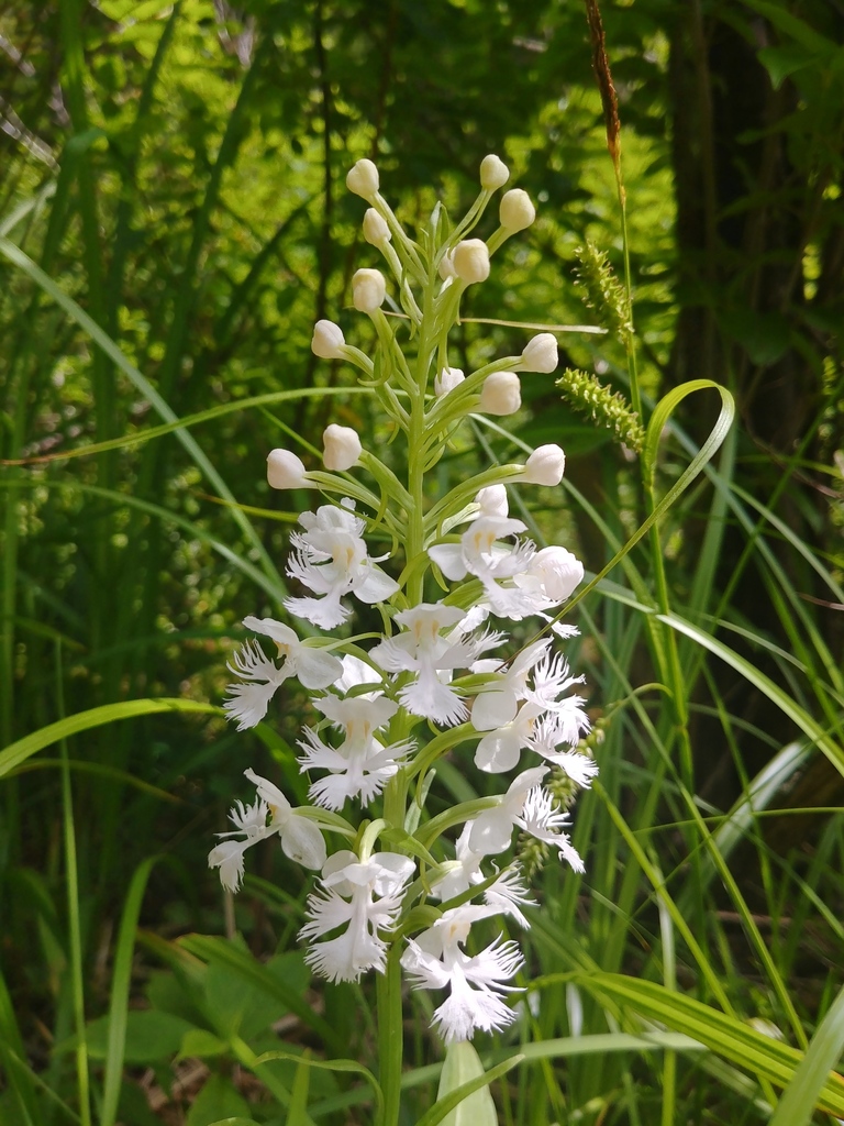 Platanthera grandiflora