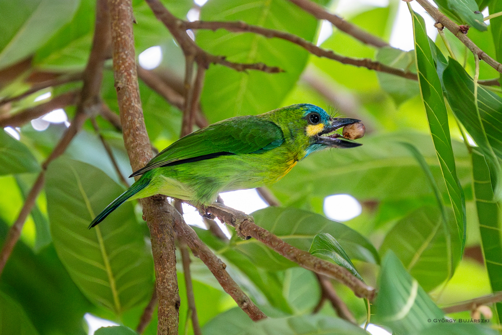 Yellow-Eared Barbet