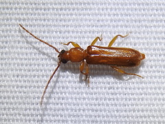 Smodicum cucujiforme