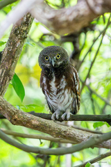 Javan Owlet photo 3