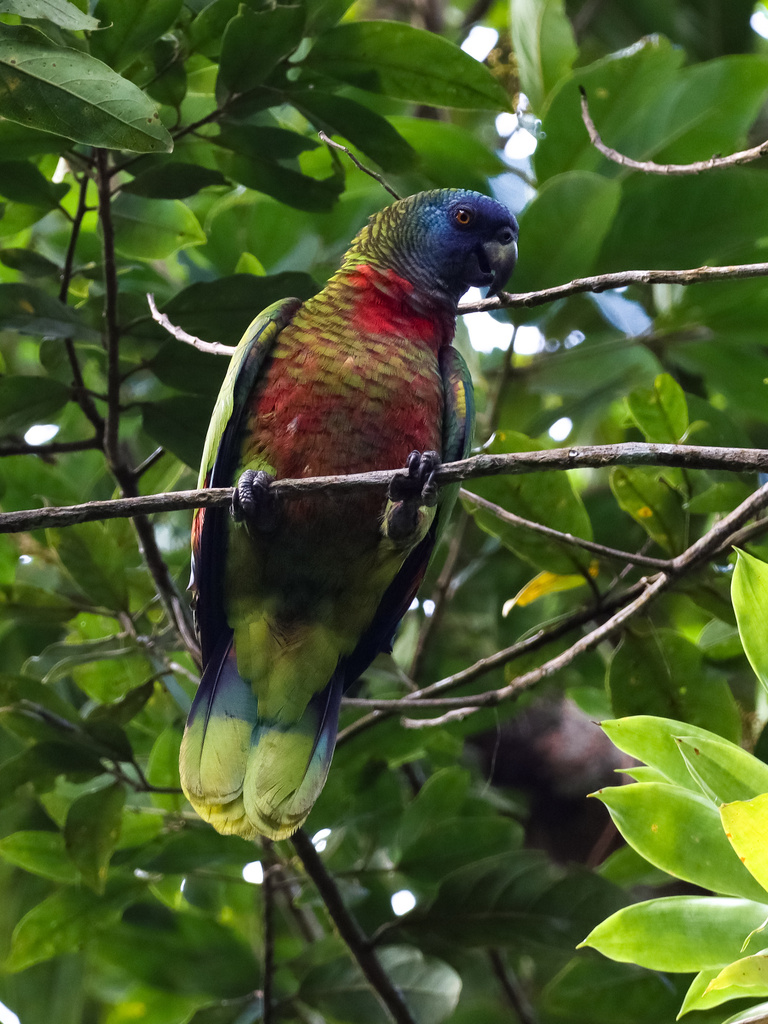 St. Lucia Amazon