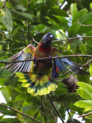 St. Lucia Amazon photo 3