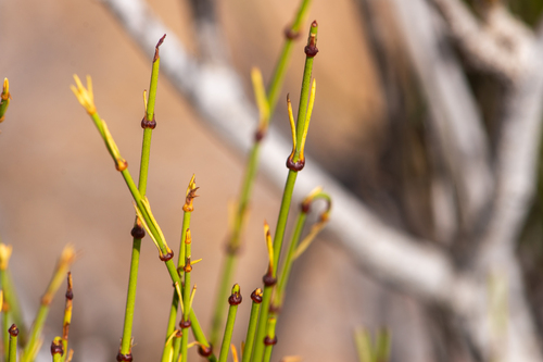 Ephedra gracilis (Ephedra gracilis)