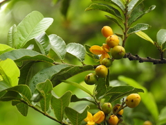 Casearia dolichophylla