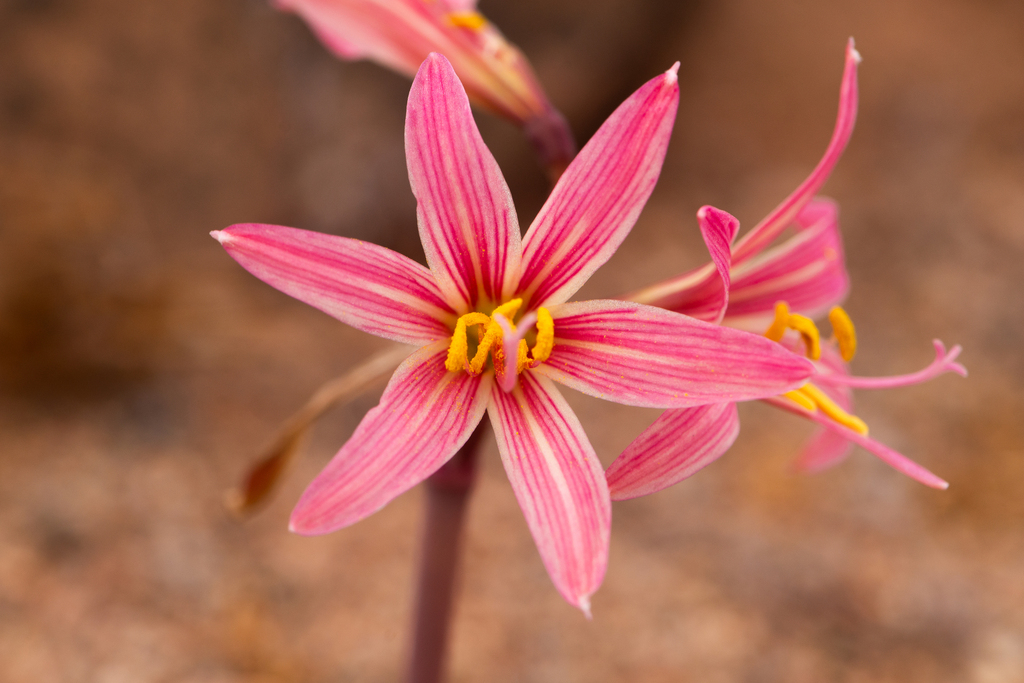 Rain lily