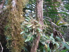 Specklinia curtisii