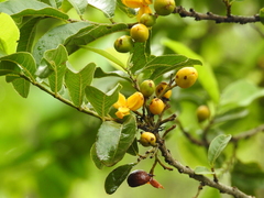 Casearia dolichophylla