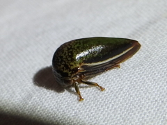 Stictopelta marmorata