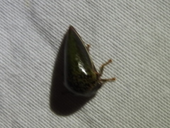 Stictopelta marmorata