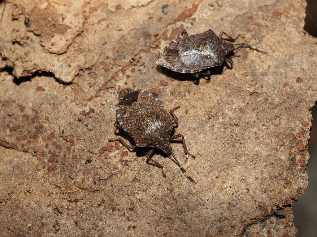 Brown Marmorated Stink Bug from 日本、〒368-0114 埼玉県秩父郡小鹿野町藤倉 on December ...