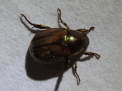 Callistethus marginatus