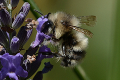 Bombus flavifrons