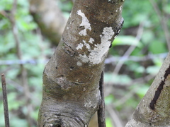 Casearia dolichophylla