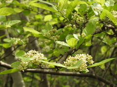Casearia dolichophylla