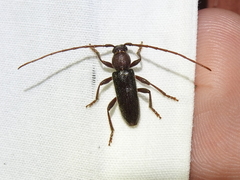Anelaphus moestus