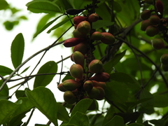 Casearia dolichophylla