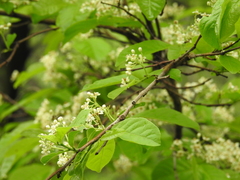 Casearia dolichophylla