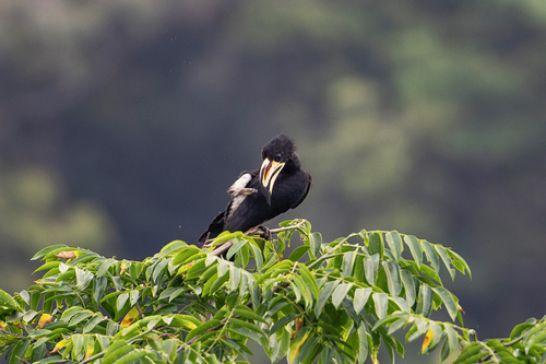 West African Pied Hornbill