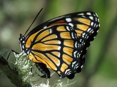 Limenitis archippus watsoni