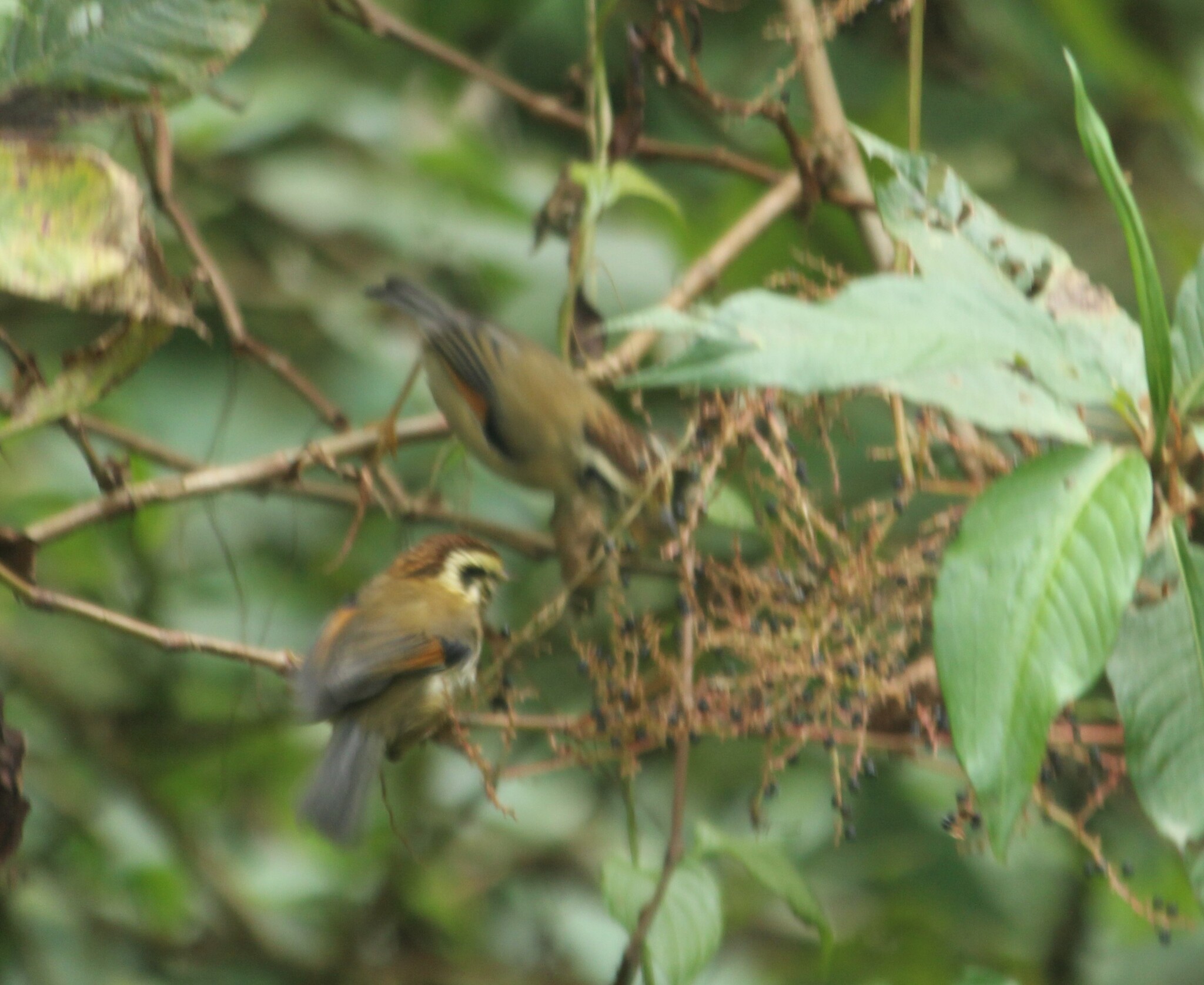 Rufous-winged Fulvetta