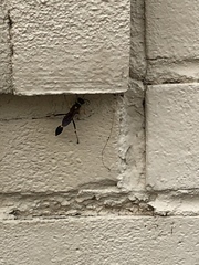 Sceliphron caementarium