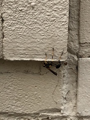 Sceliphron caementarium