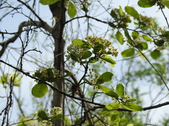 Casearia dolichophylla