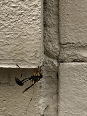 Sceliphron caementarium
