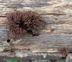 Stemonitis axifera