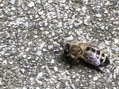 Apis mellifera