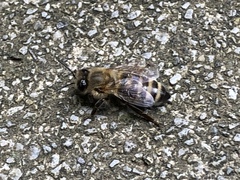 Apis mellifera