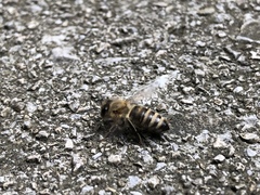 Apis mellifera