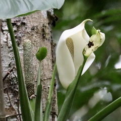 Monstera adansonii image