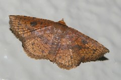 Striglina suzukii