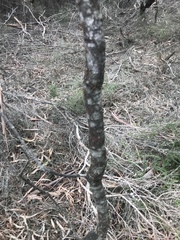 Callistachys lanceolata