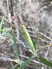 Callistachys lanceolata