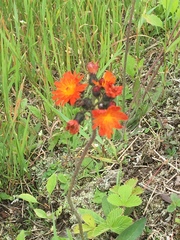 Pilosella aurantiaca