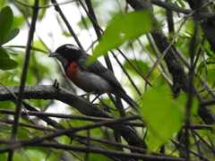 Granatellus venustus
