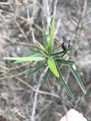 Callistachys lanceolata