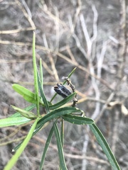 Callistachys lanceolata